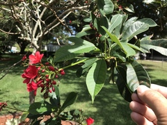 Erythrina crista-galli