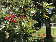Erythrina crista-galli