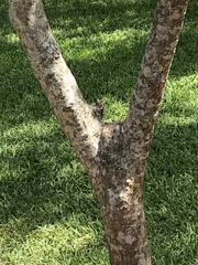 Erythrina crista-galli