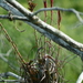 Tillandsia balbisiana - Photo (c) psweet, algunos derechos reservados (CC BY-SA), uploaded by psweet