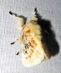 Megalopyge crispata