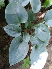 Hosta