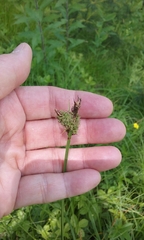 Carex vestita
