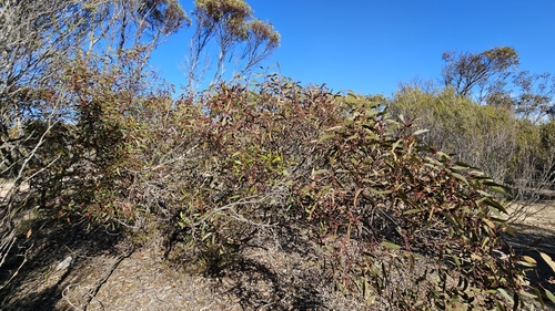 Image of Eucalyptus socialis by (c) Rosalie Lawrence, some rights reserved (CC BY)