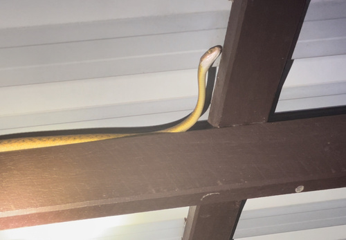 Brown Tree Snake sighting