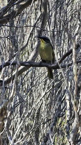 Purple-gaped Honeyeater (Lichenostomus cratitius), photo 9