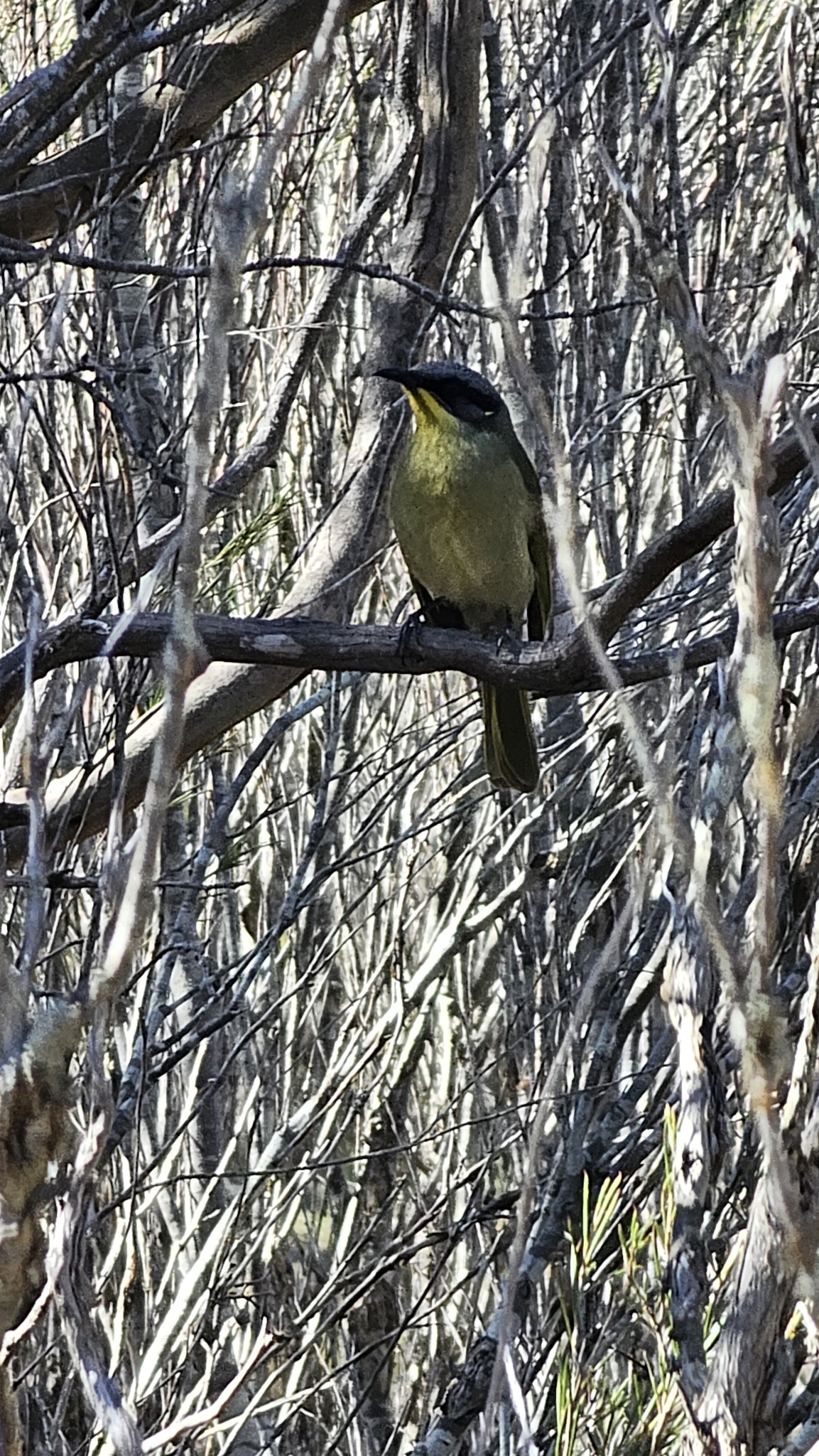 Purple-gaped Honeyeater illustration
