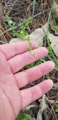 Galium bermudense