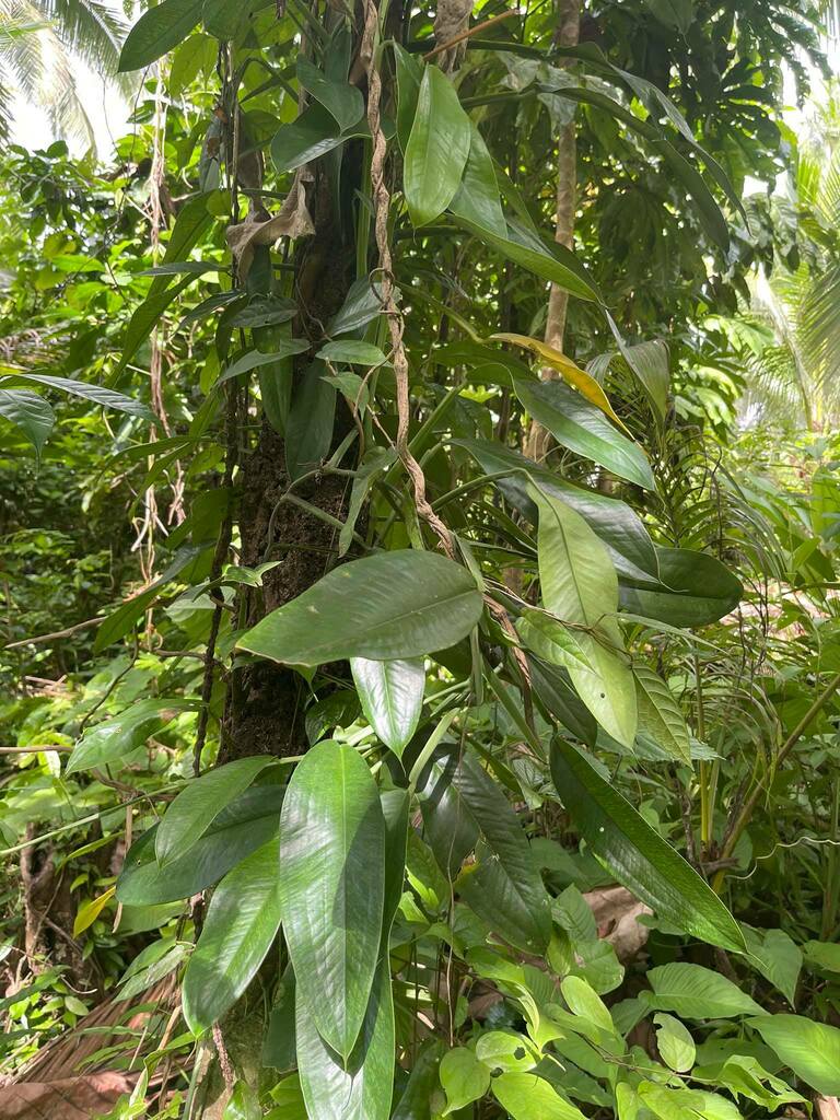 Pothos dolichophyllus