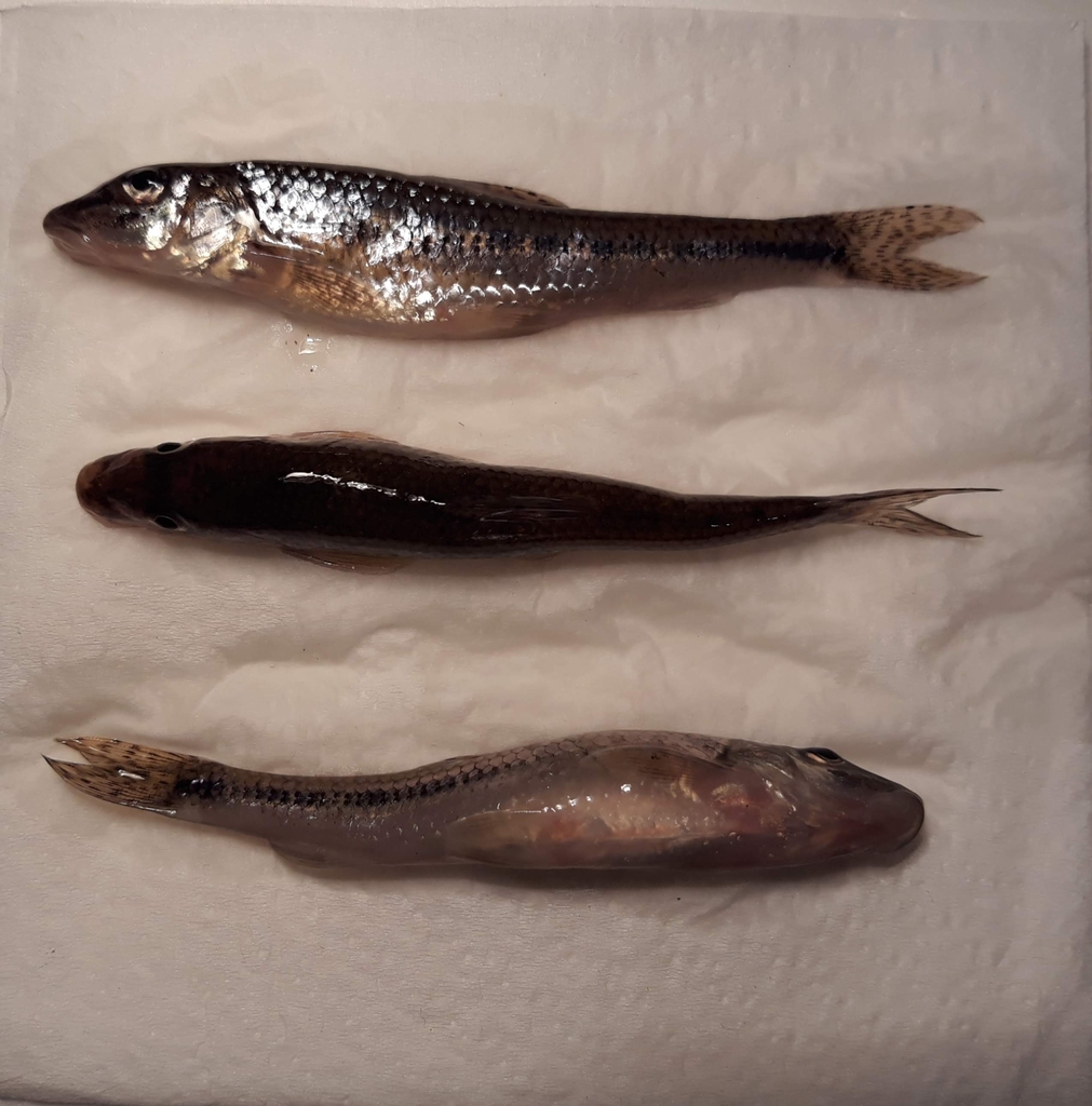 Ukrainian Gudgeon