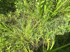 Carex canescens