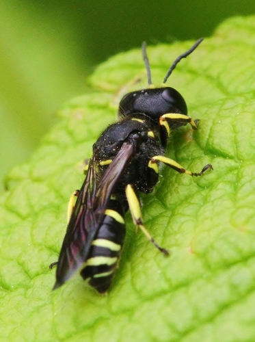 Ectemnius