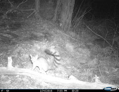 Bassariscus astutus flavus