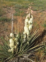Yucca glauca glauca