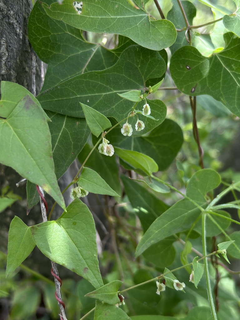 Fallopia dentatoalata from 中国北京市门头沟区 on July 26, 2024 at 01:18 PM by ...