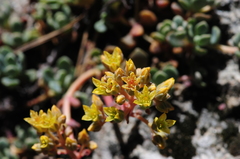 Sedum obtusatum