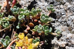 Sedum obtusatum