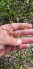 Cyperus grayioides