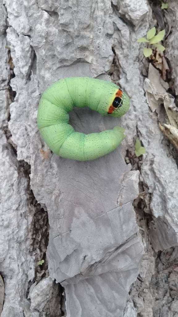 Cramer's Sphinx