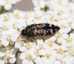 Acmaeodera connexa
