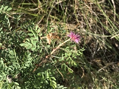 Mimosa borealis