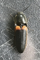 Ampedus oblessus