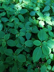 Impatiens parviflora