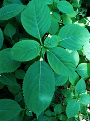 Impatiens parviflora