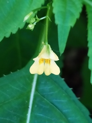 Impatiens parviflora