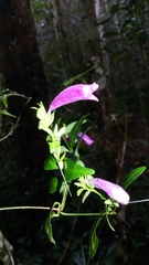 Hypoestes pulchra