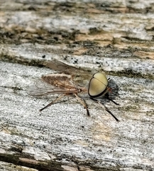 Tabanus melanocerus