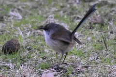 Red-Winged Fairywren photo 4