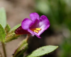 Diplacus torreyi