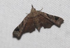 Esthlodora variabilis