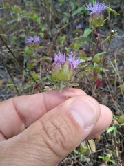 Monardella breweri lanceolata