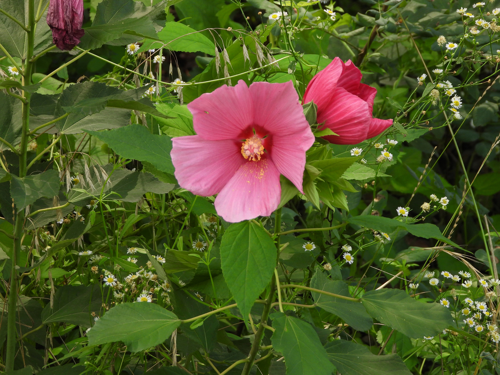 Hibiscus moscheutos