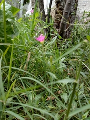 Oenothera rosea
