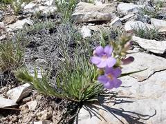 Penstemon auriberbis
