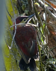 Colaptes rivolii