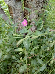 Oenothera rosea