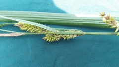 Carex lacustris