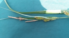 Carex lacustris