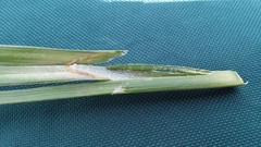 Carex lacustris