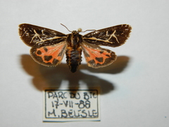 Apantesis williamsii