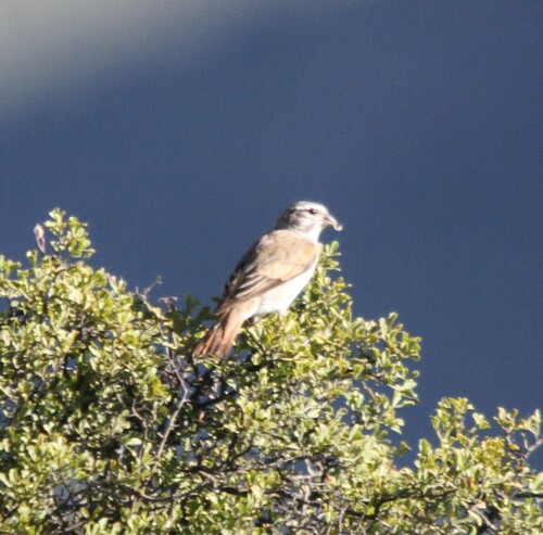 iNaturalist image