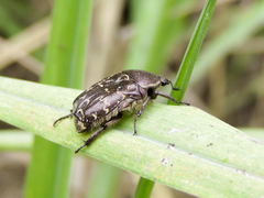 Euphoria leucographa