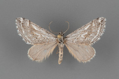 Scelidacantha triseriata