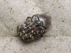 Euphoria leucographa