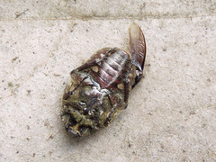 Euphoria leucographa