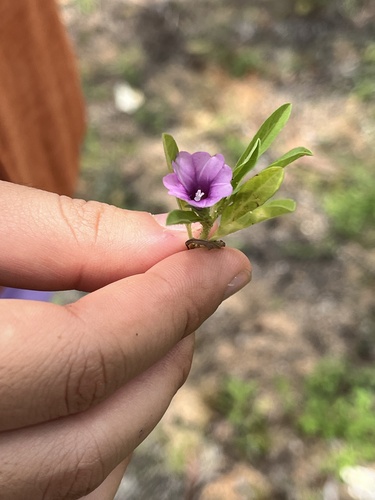 Ipomoea polymorpha iNat (1)